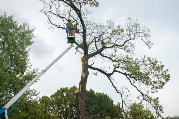 Best Leaf Removal  in Lopezville, TX