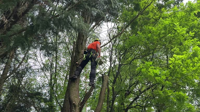 How Our Tree Care Process Works  in  Lopezville, TX