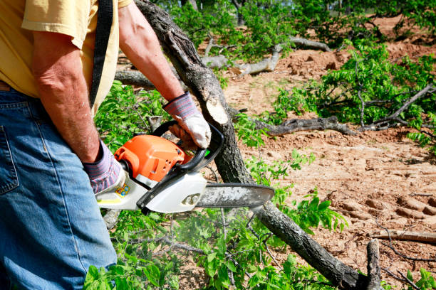 Reliable Lopezville, TX Tree Care  Solutions